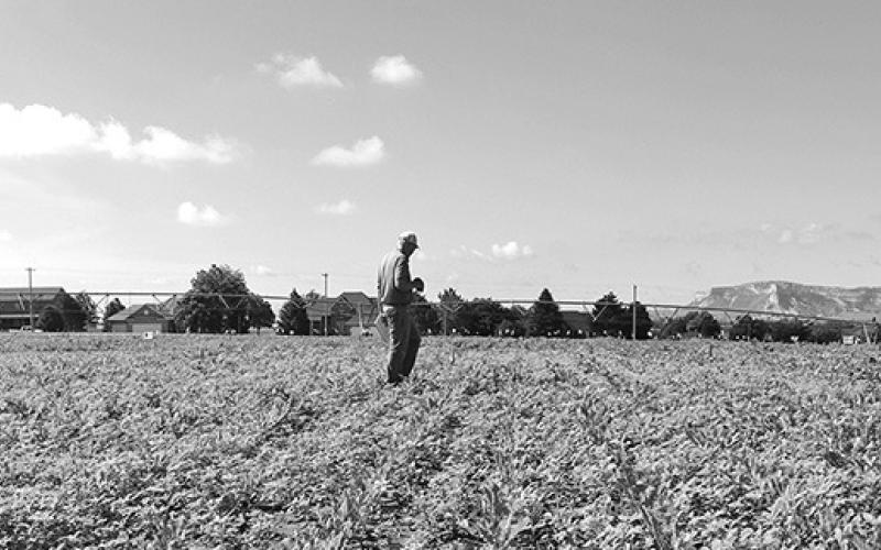 Photo by Chabella Guzman A farmer walks a weedy sugar beet field at a weed tour in June at the UNL Panhandle Research Extension and Education Center in Scottsbluff.