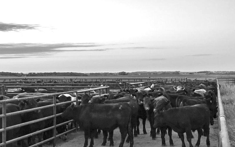Photo by Abigayle Warm The Klosterman Feedlot Innovation Center at University of Nebraska — Lincoln’s Eastern Nebraska Research, Research, Extension and Education Center is a leader in beef feedlot research.