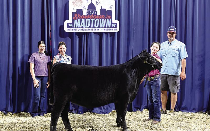 Photo by Pearl’s Pics. TR MS Duchess 3439L won owned phenotype and genotype heifer division 1 at the 2024 National Junior Angus Show (NJAS), June 30 - July 6 in Madison, Wis. Harper Scott, Gordon, Neb., owns the winning heifer.