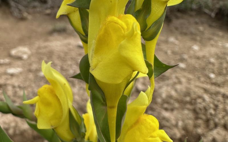 (Courtesy Photo) Dalmatian Toadflax contains a poisonous glucoside compound that may be harmful to livestock.