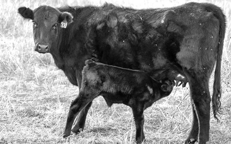 A heifer and her calf in a Nebraska pasture. Photo by Troy Walz