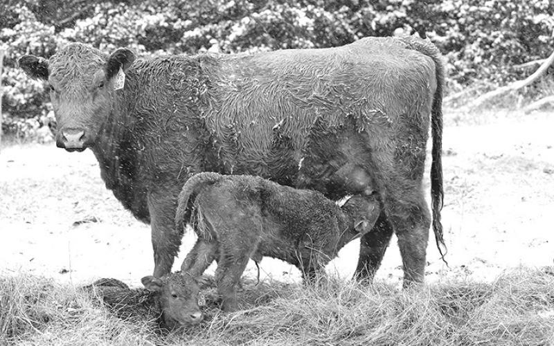 Photo by Natalie Jones The webinar series Calculating Annual Cow Costs begins on Feb. 17.