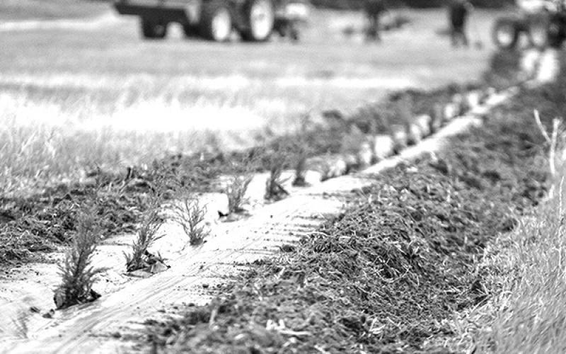 Courtesy Photo A windbreak is planted in the Twin Platte NRD. Each NRD program varies, but possible tree program services include planting, weed barrier installation or weed control, and drip irrigation.