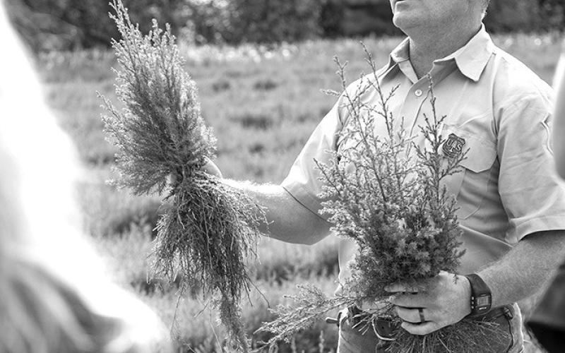 Courtesy Photo NRD conservation trees are primarily sold as bare-root seedlings. Most of the trees are sourced from the U.S. Forest Service’s Bessey Nursery in Halsey, Nebraska.