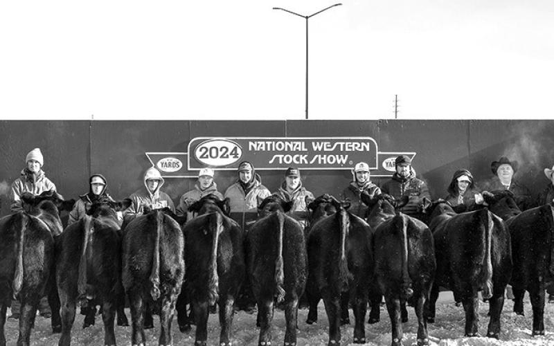 Photo by Legacy Livestock Imaging