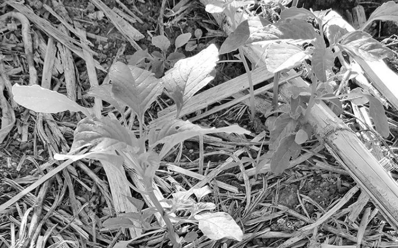 Photo by Milos Zaric Young palmer amaranth weed in a field plot at the West Central Research, Education and Extension Center in North Platte.
