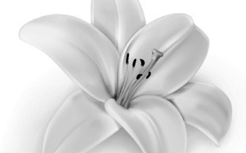 Alt Text for Image