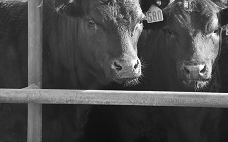 Photo by Chabella Guzman Cattle at UNL Panhandle Research Feedlot.