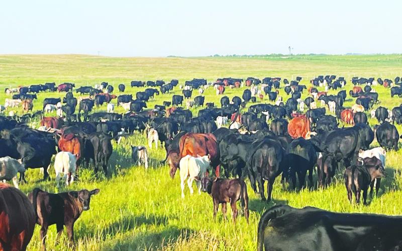 (Courtesy Photo) Terrells often run a mixed herd of cattle on their pastures in order to maximize carrying capacity.