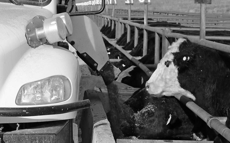 Cattle at feeding time in a feedlot. Photo by Chabella Guzman