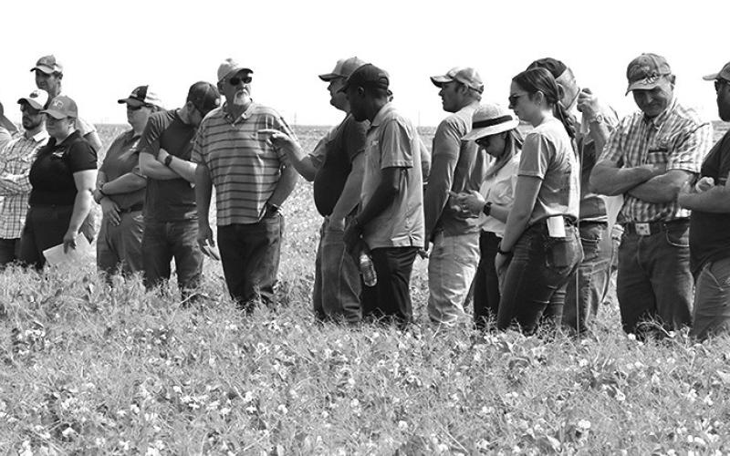 Growers listen and discuss field peas at the 2023 High Plains Ag Field Day. Photo by Chabella Guzman