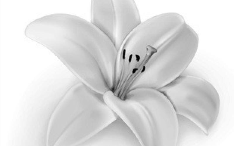 Alt Text for Image