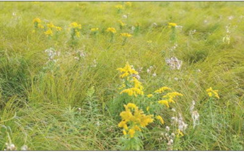 Stock Photo Regenerative grazing develops and supports more diversity in plant species that help feed the soil and improves the health and gains of the animals grazing a wider variety of grasses, legumes and forbs.