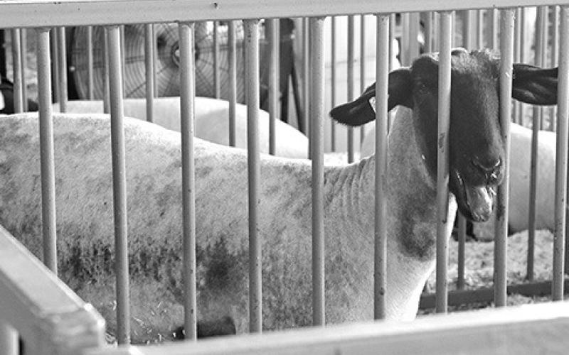 Photo by Chabella Guzman Many lambs in the area are bred for 4-H and showmanship.