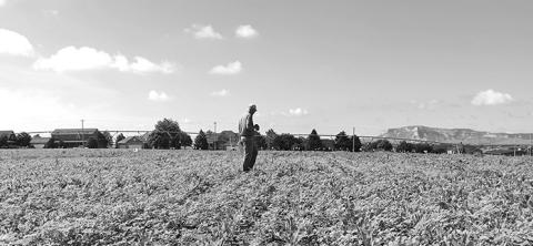 Photo by Chabella Guzman A farmer walks a weedy sugar beet field at a weed tour in June at the UNL Panhandle Research Extension and Education Center in Scottsbluff.