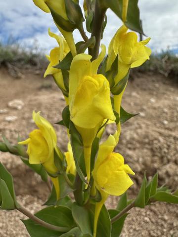(Courtesy Photo) Dalmatian Toadflax contains a poisonous glucoside compound that may be harmful to livestock.