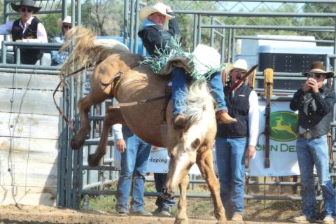 (Photo by Con Marshall) Chadron State sophomore Tanner Olson of Gordon placed fourth in the bareback riding at the CSC rodeo last weekend. He scored a career-high 80 points to tie for first in the opening go-round, then was given 73 points while easily riding this palomino in the finals on Sunday. The rodeo was the first of the year in the Central Rocky Mountain Region. 