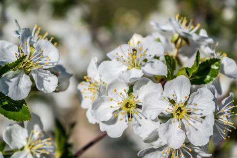 (Courtesy Photo) The annual Most Beautiful Flowering Spring Tree contest is now open for the fourth year.