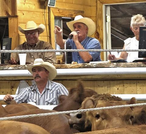 Photo by Heidi Beguin Doug Jaggers, next to Dan Otte, and the crew he’s worked with for years, points to a bidder at his last livestock auction at Sheridan Livestock Auction Company in Rushville.
