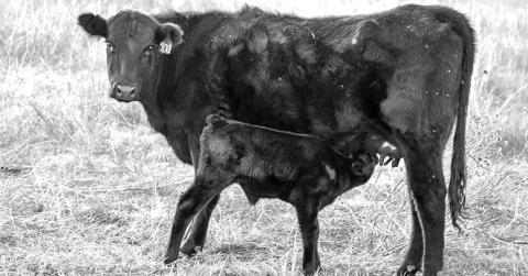 A heifer and her calf in a Nebraska pasture. Photo by Troy Walz