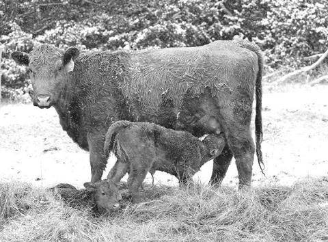 Photo by Natalie Jones The webinar series Calculating Annual Cow Costs begins on Feb. 17.