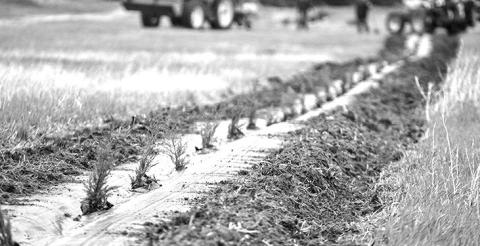 Courtesy Photo A windbreak is planted in the Twin Platte NRD. Each NRD program varies, but possible tree program services include planting, weed barrier installation or weed control, and drip irrigation.