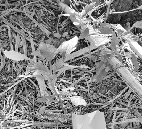 Photo by Milos Zaric Young palmer amaranth weed in a field plot at the West Central Research, Education and Extension Center in North Platte.