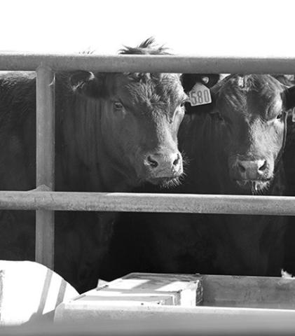 Photo by Chabella Guzman Cattle at UNL Panhandle Research Feedlot.