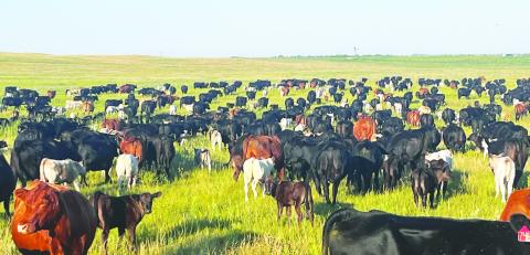 (Courtesy Photo) Terrells often run a mixed herd of cattle on their pastures in order to maximize carrying capacity.