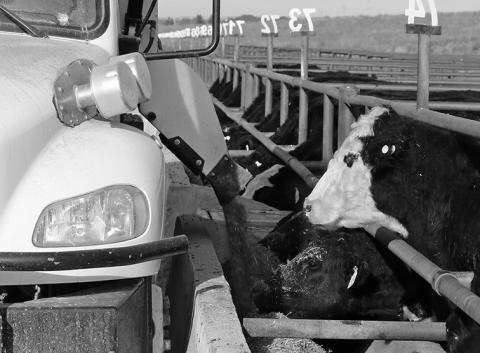 Cattle at feeding time in a feedlot. Photo by Chabella Guzman