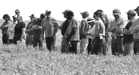 Growers listen and discuss field peas at the 2023 High Plains Ag Field Day. Photo by Chabella Guzman