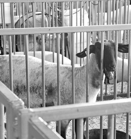 Photo by Chabella Guzman Many lambs in the area are bred for 4-H and showmanship.