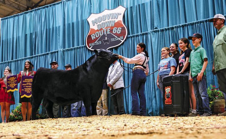 (Courtesy Photo) A unique angle on a special photo for Gordon resident Payton Scott and her grand champion bred and owned bull KR Creed 4089 at the National Junior Angus Show in Tulsa, Oklahoma. Scott, along with her family and friends, gathered to take this photo to celebrate the big win.