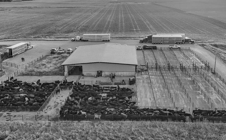 Photo by Abigayle Warm The Klosterman Feedlot Innovation Center at University of Nebraska — Lincoln’s Eastern Nebraska Research, Research, Extension and Education Center is a leader in feedlot research.