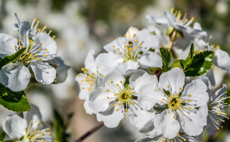 (Courtesy Photo) The annual Most Beautiful Flowering Spring Tree contest is now open for the fourth year.