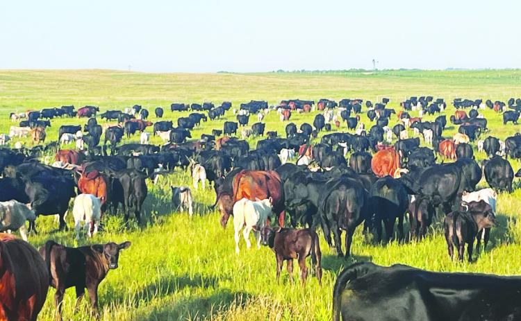(Courtesy Photo) Terrells often run a mixed herd of cattle on their pastures in order to maximize carrying capacity.